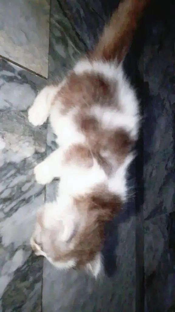 White Brown Pure Persian — photo 5