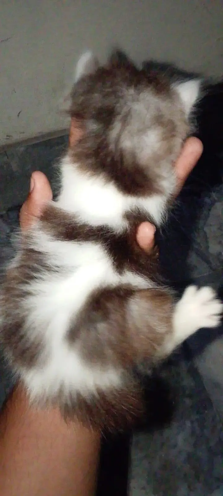 White Brown Pure Persian — photo 6