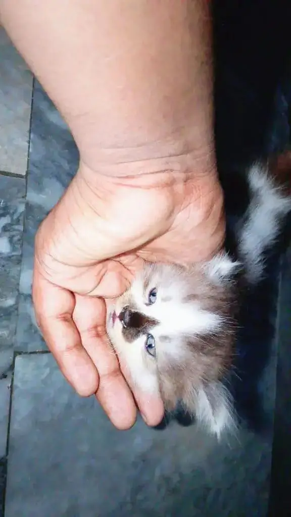 White Brown Pure Persian — photo 7