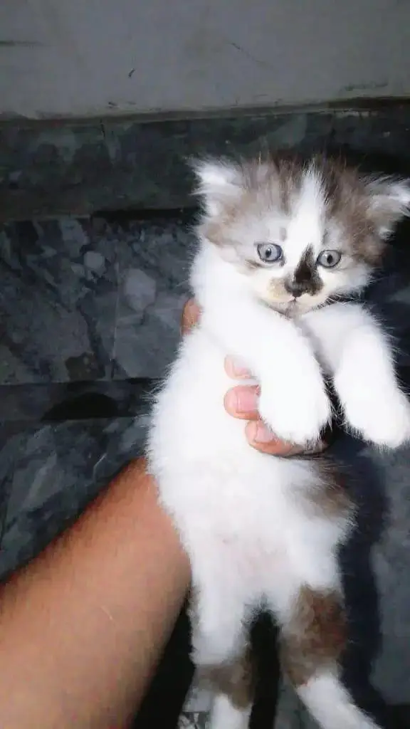 White Brown Pure Persian — photo 8