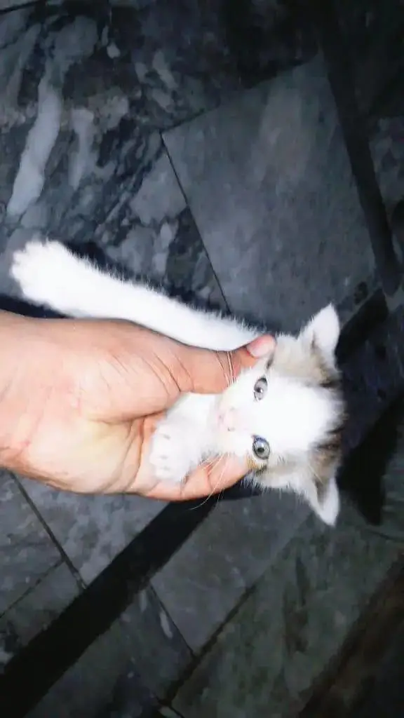White Brown Pure Persian — photo 9