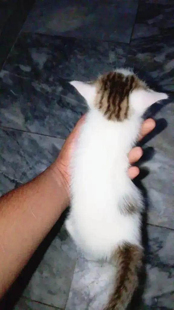 White Brown Pure Persian — photo 10