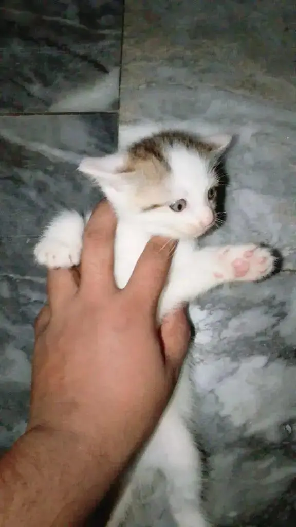 White Brown Pure Persian — photo 11