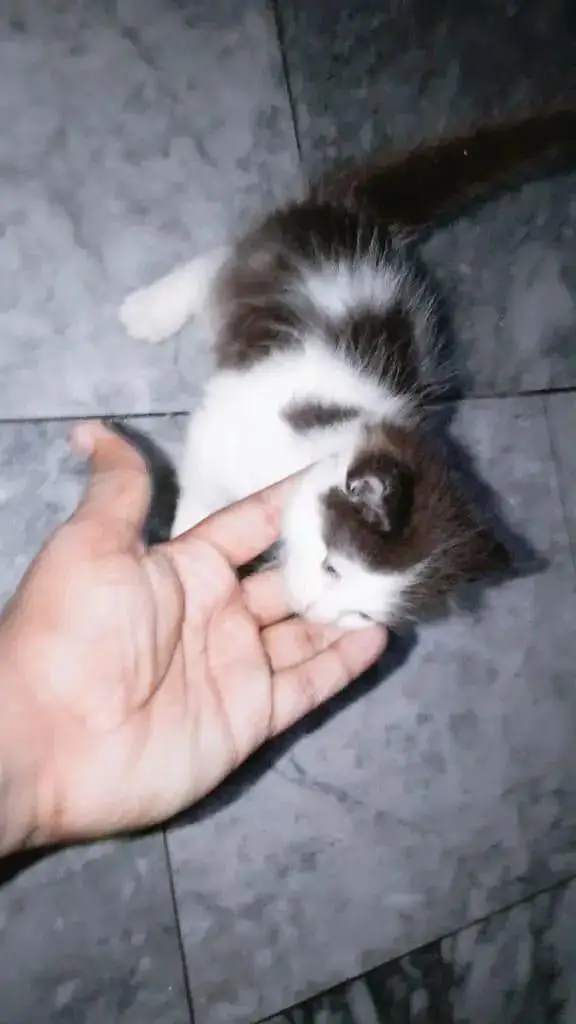 White Brown Pure Persian — photo 12