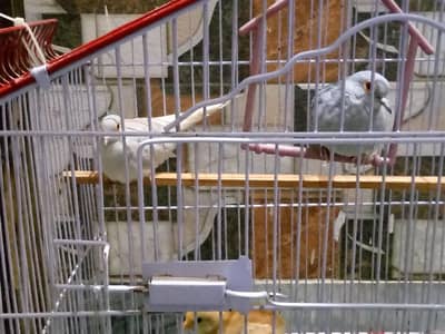 Pair of Dove