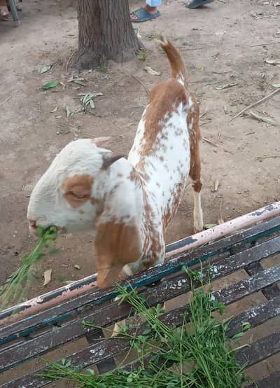 A Grade Makhi Cheeni female 0313-8532000