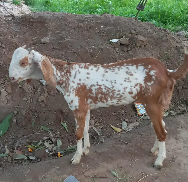 A Grade Makhi Cheeni female 0313-8532000 — photo 2