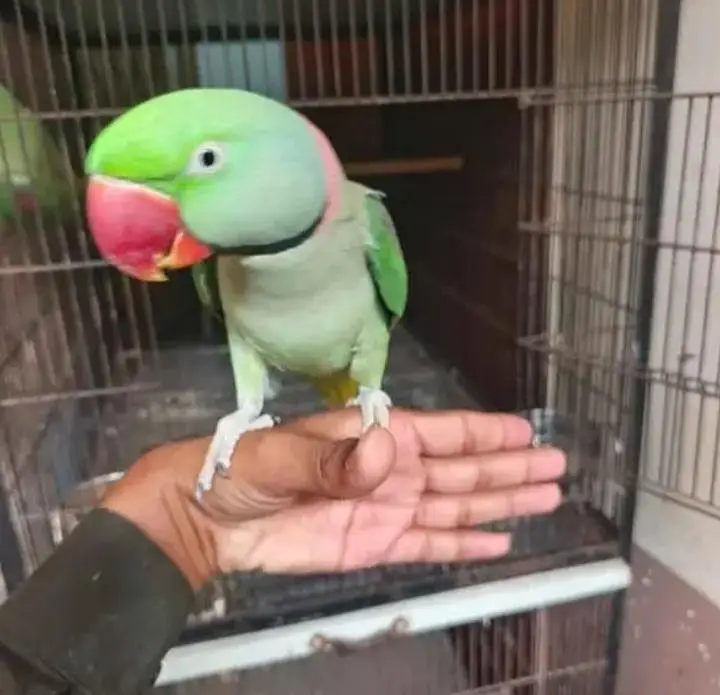 Kashmiri raw parrot for sale — photo 2