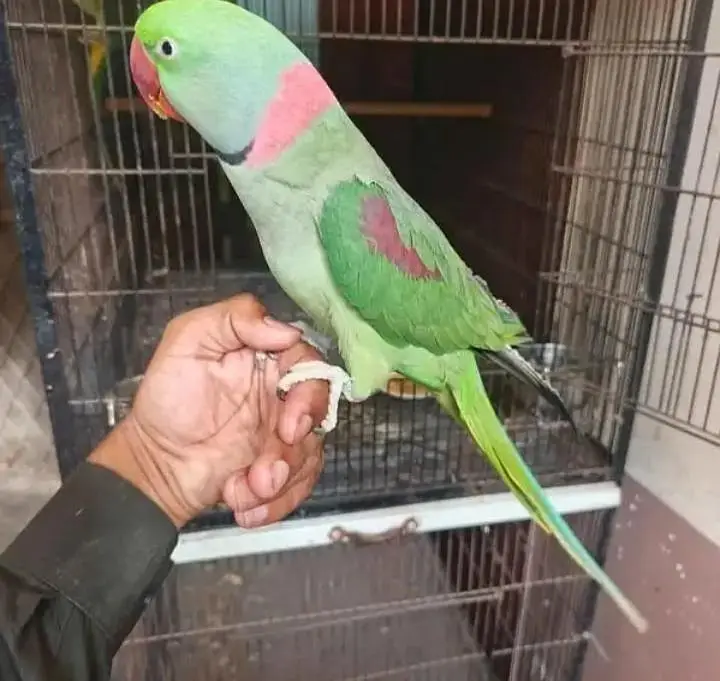 Kashmiri raw parrot for sale — photo 3