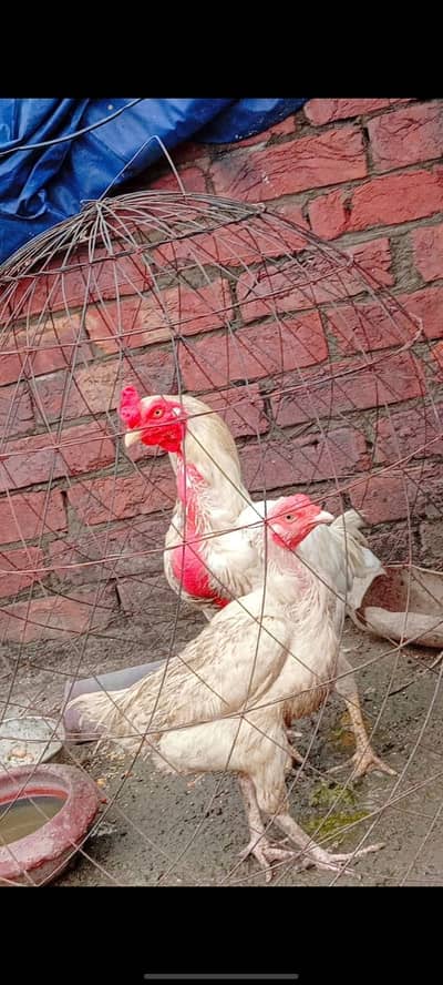 Heera aseel pair