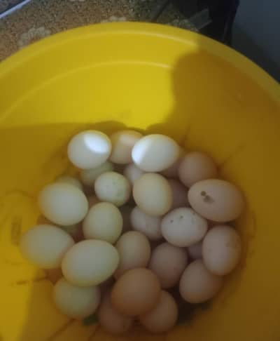 golden misree Desi eggs