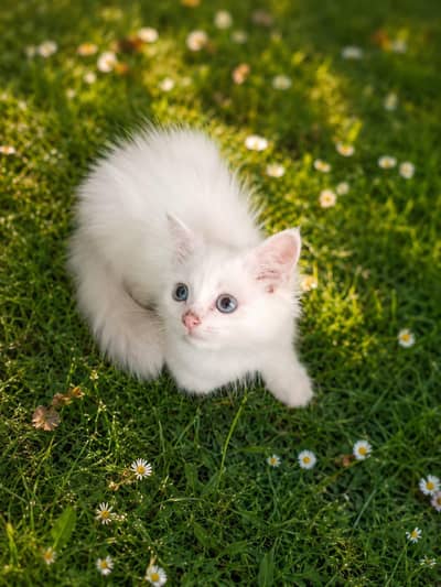 cats for sale