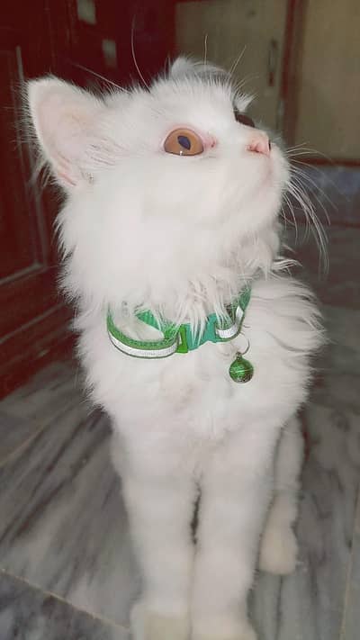 Persian Cat