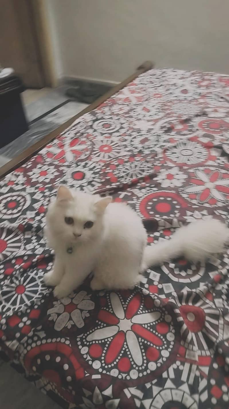 Persian Cat 1