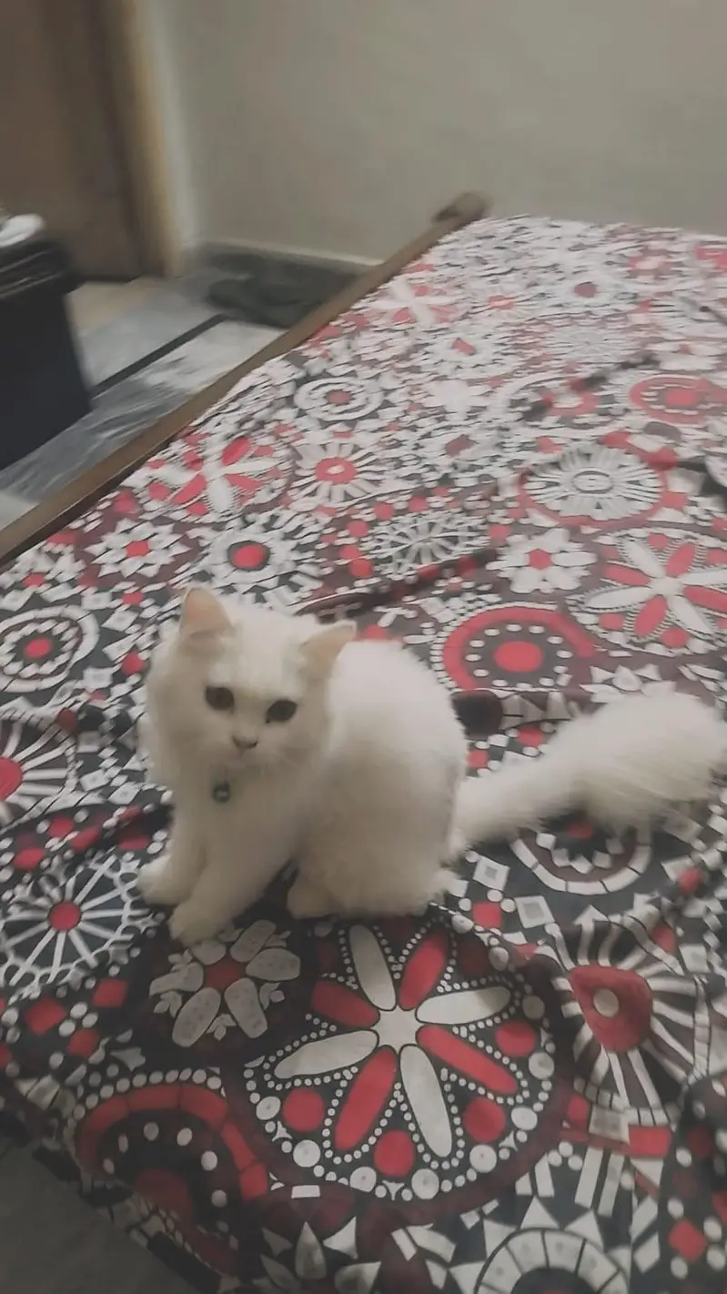 Persian Cat — photo 2