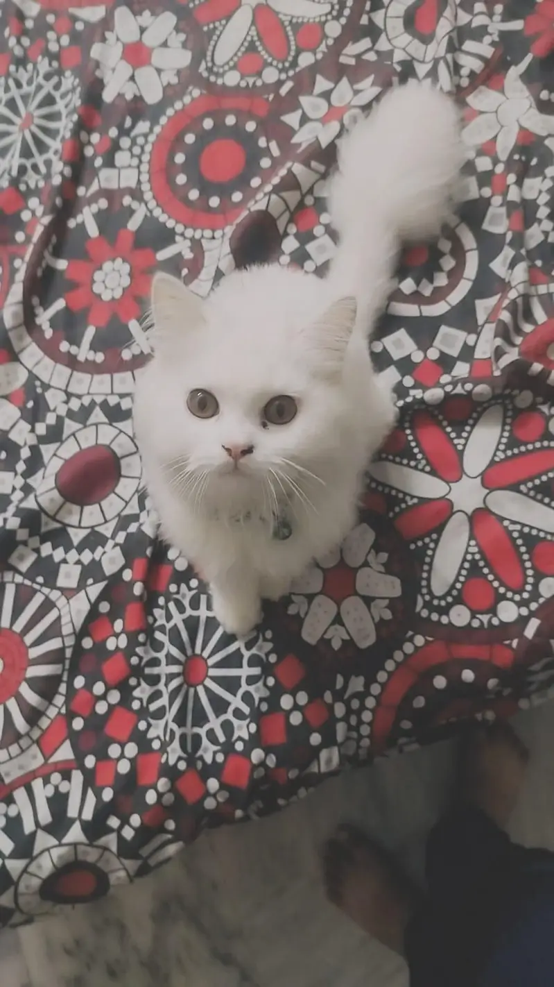 Persian Cat — photo 3