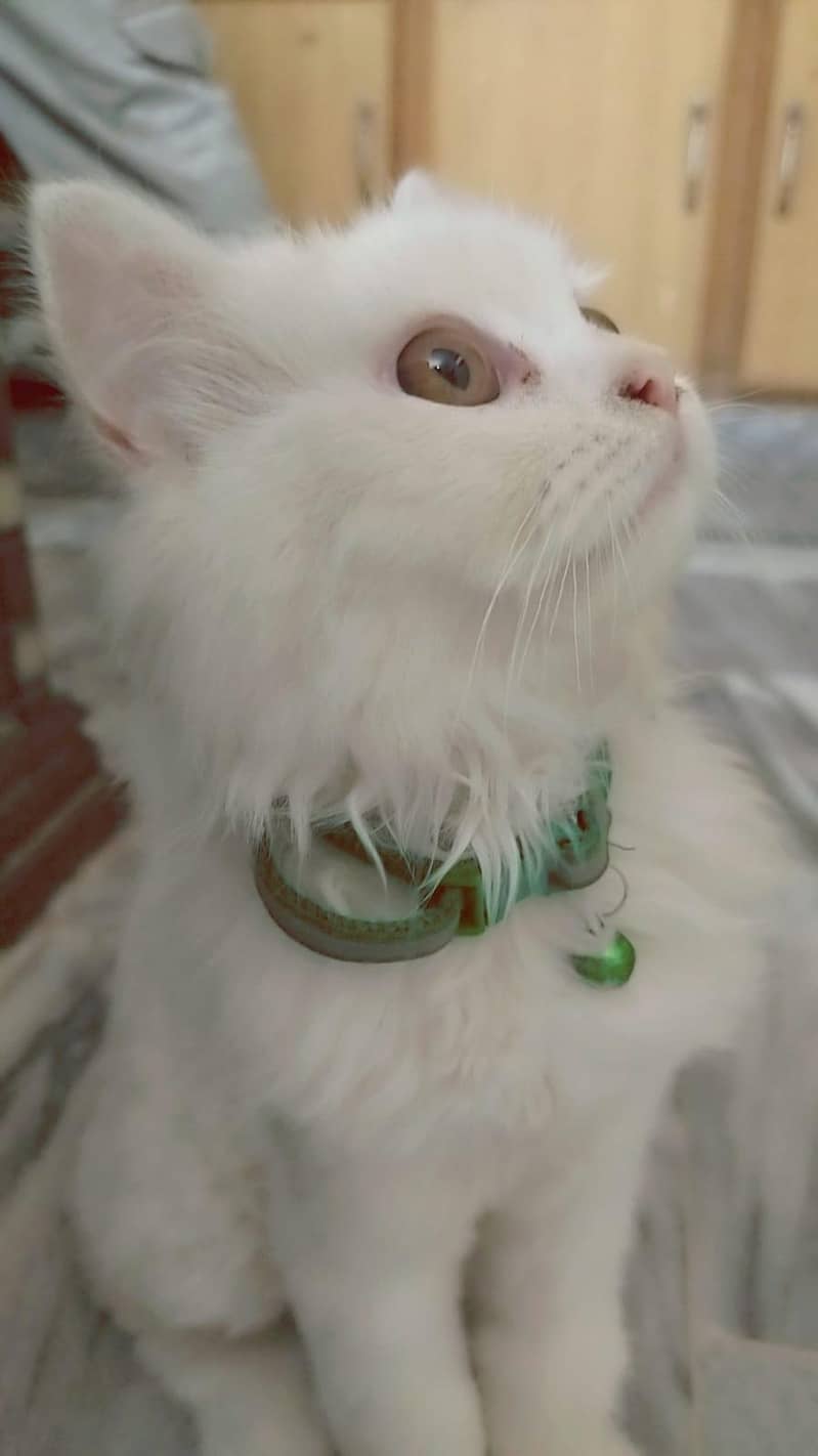 Persian Cat 3