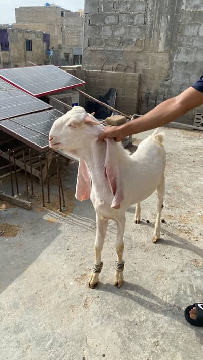 Pure Gulabi bakra available for breeding