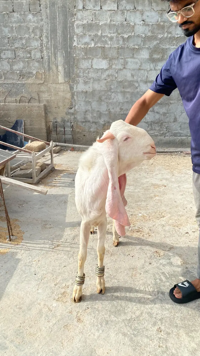 Pure Gulabi breeder — photo 3
