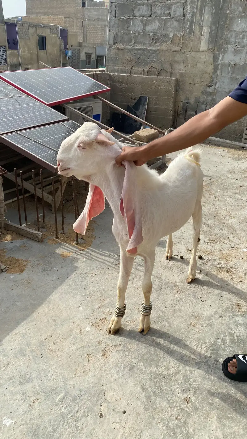 Pure Gulabi breeder — photo 4