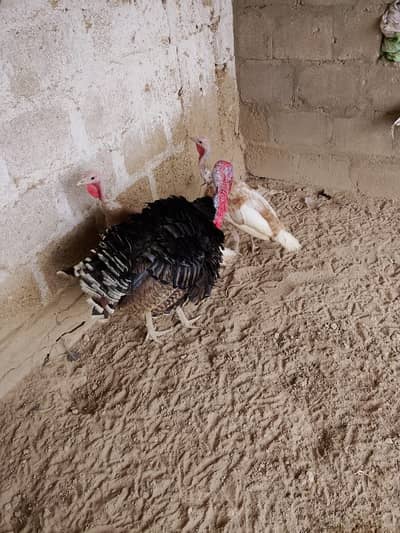 Turkey breeder trio