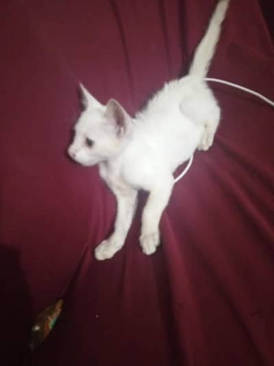 2 koot 2 months old active and haelthi