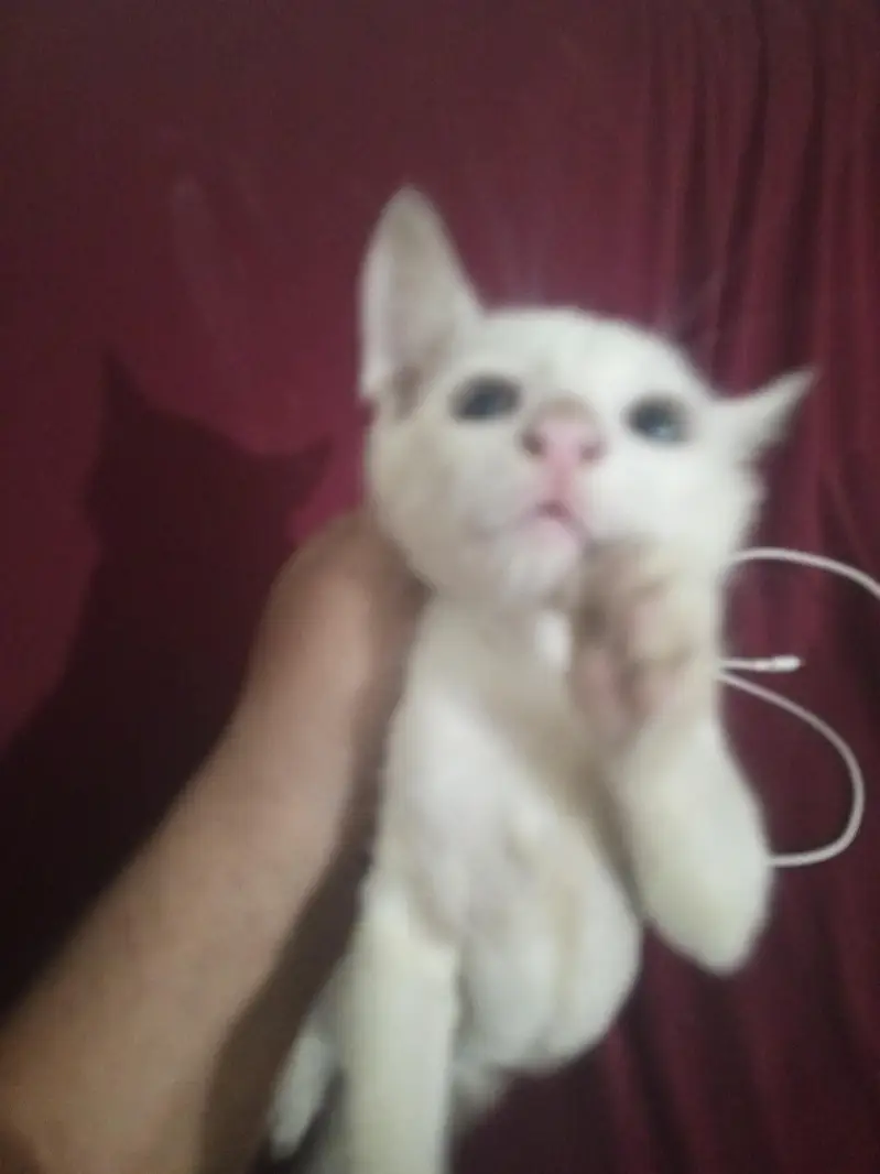 2 koot 2 months old active and haelthi — photo 3