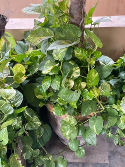 Money plant
