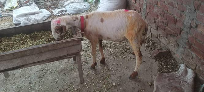 2027 ke quarbani ka lay bathree Chaz ha