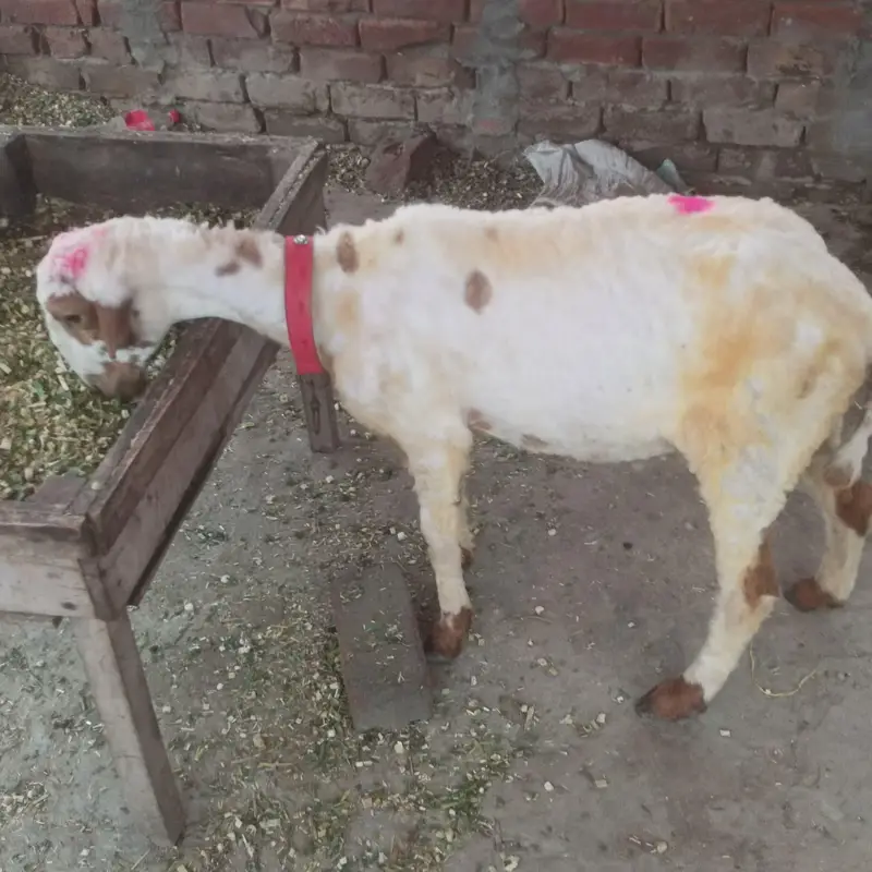 2027 ke quarbani ka lay bathree Chaz ha — photo 3