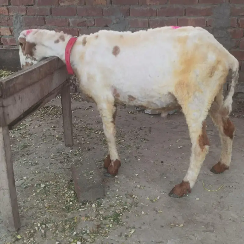 2027 ke quarbani ka lay bathree Chaz ha — photo 4