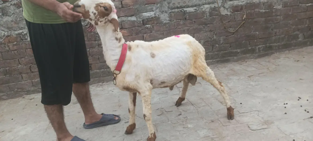 2027 ke quarbani ka lay bathree Chaz ha — photo 5