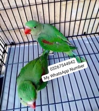 kashmiri raw parrot for urgent sale