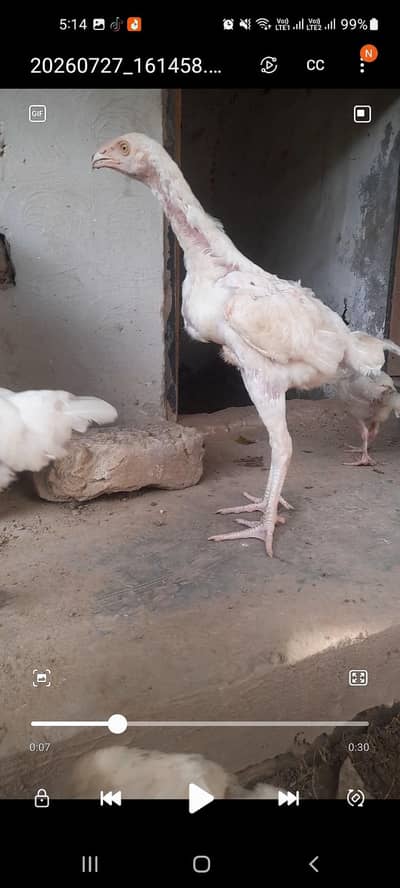 heera aseel patha for sale
