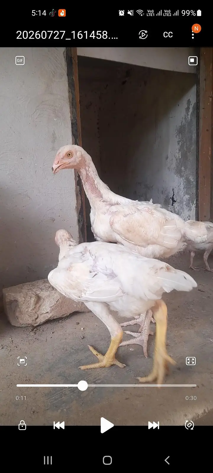heera aseel patha for sale — photo 2