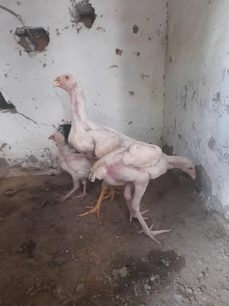 heera aseel patha for sale — photo 3