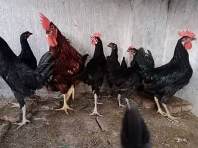 Male available Australorp