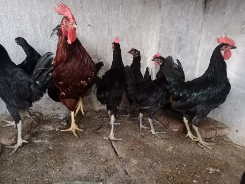Male available Australorp — photo 2