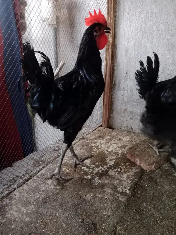 Male available Australorp — photo 3