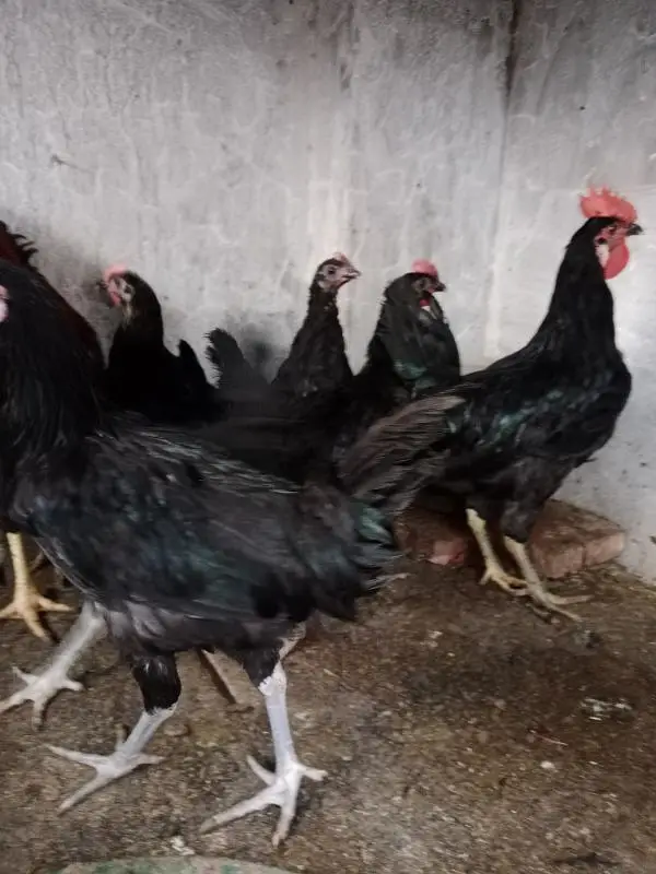 Male available Australorp — photo 4
