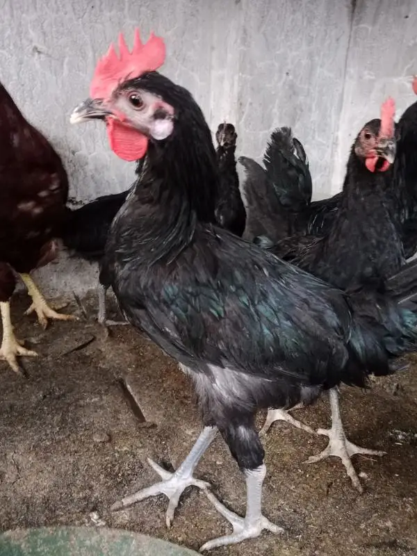 Male available Australorp — photo 5