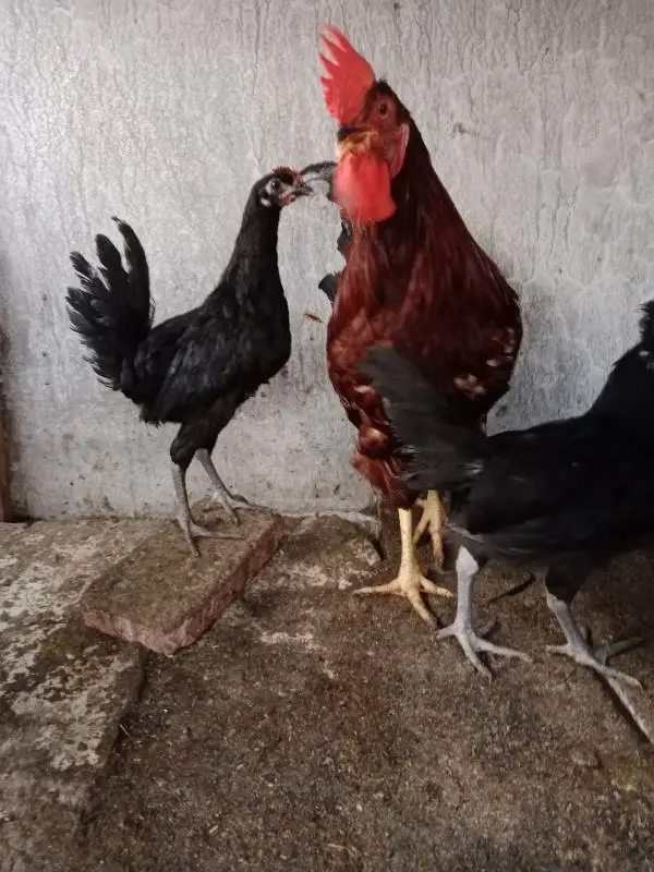 Male available Australorp — photo 6