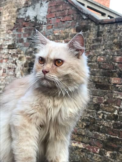 beautiful male cat neutered