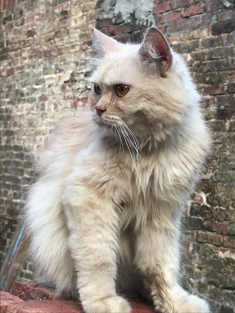 beautiful male cat neutered — photo 2