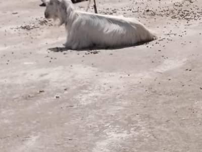 Female goat