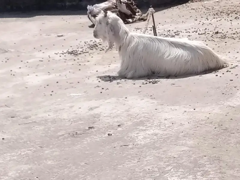Female goat — photo 2