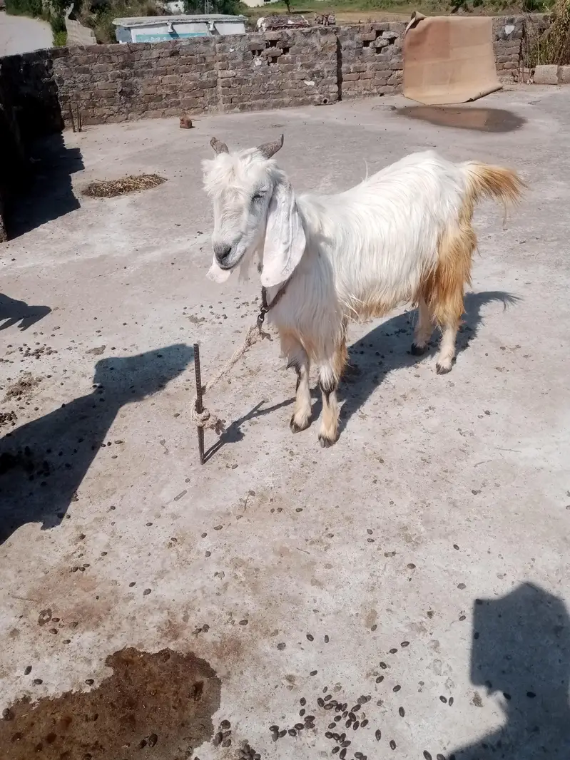 Female goat — photo 3