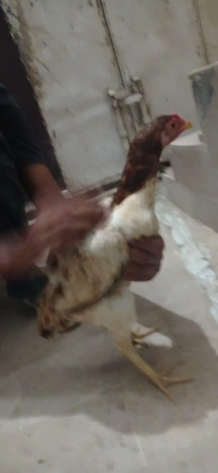 Mianwali aseel pair — photo 5