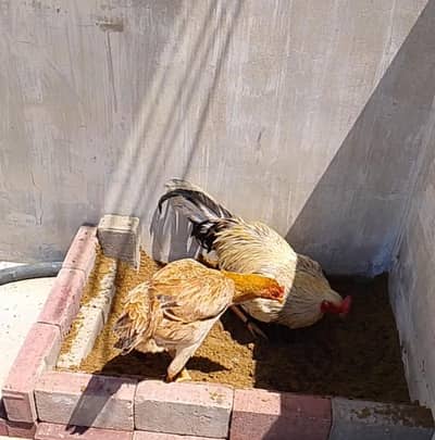 Aseel Pair urgent sale krna h