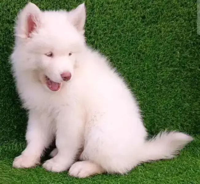 husky puppy dog for sale — photo 2
